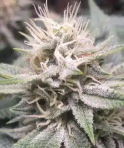 Gorilla Biscuit Feminized Marijuana Seeds | Gorilla Biscuit Strain | The Seed Fair