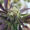 Grand Doggy Purps Feminized Marijuana Seeds | Grand Doggy Strain | The Seed Fair