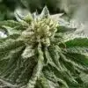 Grand Hindu Feminized Marijuana Seeds | Grand Hindu Strain | The Seed Fair