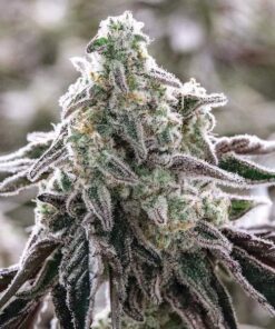 Grandma’s Sugar Cookies Feminized Marijuana Seeds | Grandma's Sugar | The Seed Fair