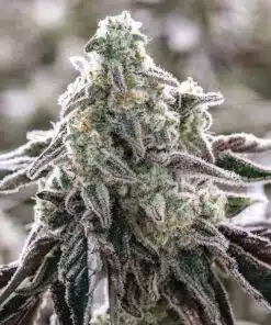 Grandma’s Sugar Cookies Feminized Marijuana Seeds | Grandma's Sugar | The Seed Fair