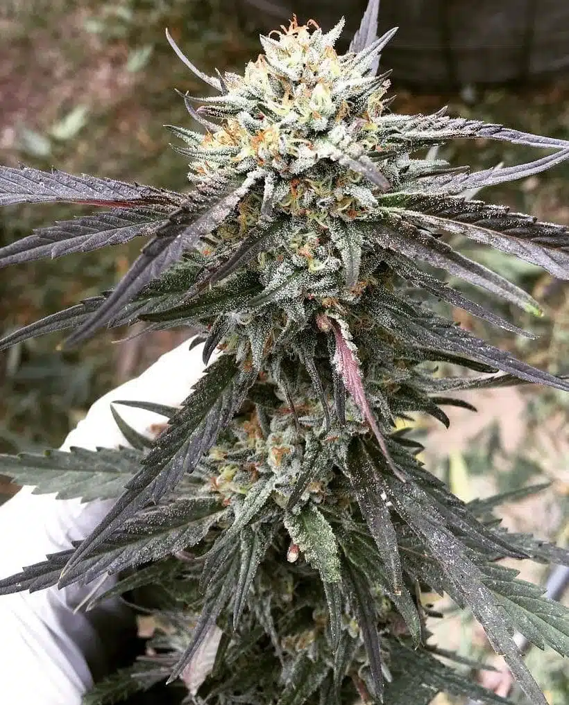 Grandpa Larry OG Feminized Marijuana Seeds | Grandpa Larry Strain | The Seed Fair