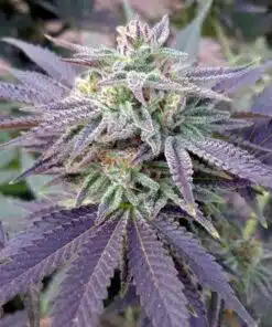 Grape OX Feminized Marijuana Seeds | Grape OX Strain | The Seed Fair
