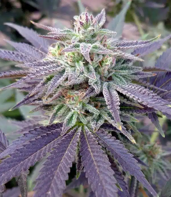 Grape OX Feminized Marijuana Seeds | Grape OX Strain | The Seed Fair