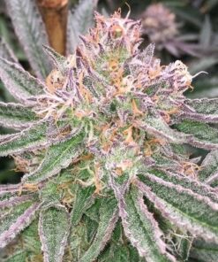 Grape Valley Kush Feminized Marijuana Seeds | Grape Valley Strain | The Seed Fair
