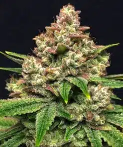Grease Monkey Feminized Marijuana Seeds | Grease Monkey Strain | The Seed Fair