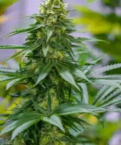 Green Avenger Feminized Marijuana Seeds | Green Avenger Strain | The Seed Fair