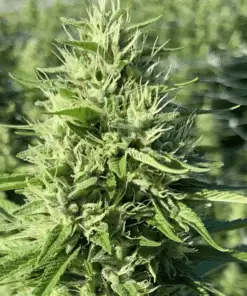 Green Door Kush Feminized Marijuana Seeds | Green Door Strain | The Seed Fair