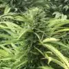 Green Dream Feminized Marijuana Seeds | Green Dream Strain | The Seed Fair
