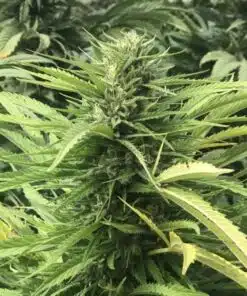 Green Dream Feminized Marijuana Seeds | Green Dream Strain | The Seed Fair