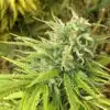 Green Poison Feminized Marijuana Seeds | Green Poison Strain | The Seed Fair