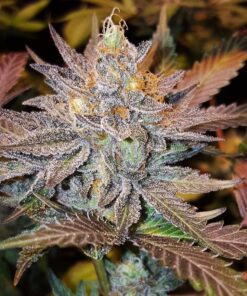 Guard Dawg Feminized Marijuana Seeds | Guard Dawg Strain | The Seed Fair