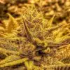 Gutbuster Feminized Marijuana Seeds | Gutbuster Feminized Strain | The Seed Fair