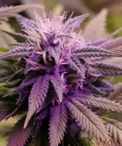Harmonia Feminized Marijuana Seeds | Harmonia Feminized Strain | The Seed Fair
