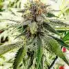 Hash Plant Feminized Marijuana Seeds | Hash Plant Strain | The Seed Fair