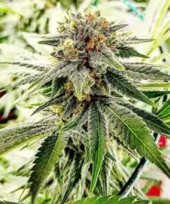 Hash Plant Feminized Marijuana Seeds | Hash Plant Strain | The Seed Fair