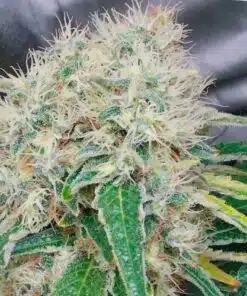 Hashberry Feminized Marijuana Seeds | Hashberry Feminized Strain | The Seed Fair