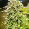 Heavy Duty Fruity Feminized Marijuana Seeds | Heavy Duty Strain | The Seed Fair