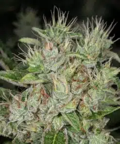 Highwayman Feminized Marijuana Seeds | Highwayman Feminized Strain | The Seed Fair