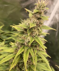 Hindu Skunk Feminized Marijuana Seeds | Hindu Skunk Strain | The Seed Fair