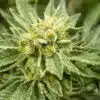 Hog’s Breath Feminized Marijuana Seeds | Hog's Breath Strain | The Seed Fair