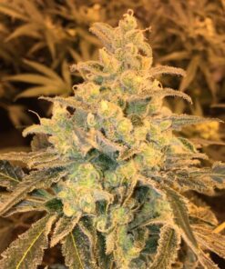 Honey Bananas Feminized Marijuana Seeds | Honey Bananas Strain | The Seed Fair