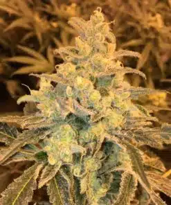 Honey Bananas Feminized Marijuana Seeds | Honey Bananas Strain | The Seed Fair