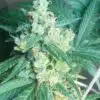Honey Boo Boo Feminized Marijuana Seeds | Honey Boo Strain | The Seed Fair
