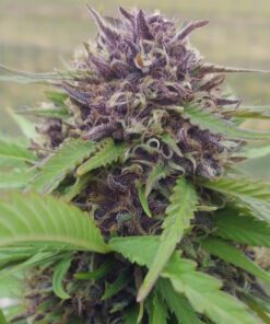 Humboldt Headband Feminized Marijuana Seeds | Humboldt Headband | The Seed Fair