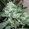 Iced Widow Feminized Marijuana Seeds | Iced Window Strain | The Seed Fair