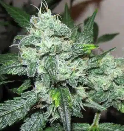 Iced Widow Feminized Marijuana Seeds | Iced Window Strain | The Seed Fair