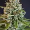 Iron Triangle Feminized Marijuana Seeds | Iron Triangle Strain | The Seed Fair