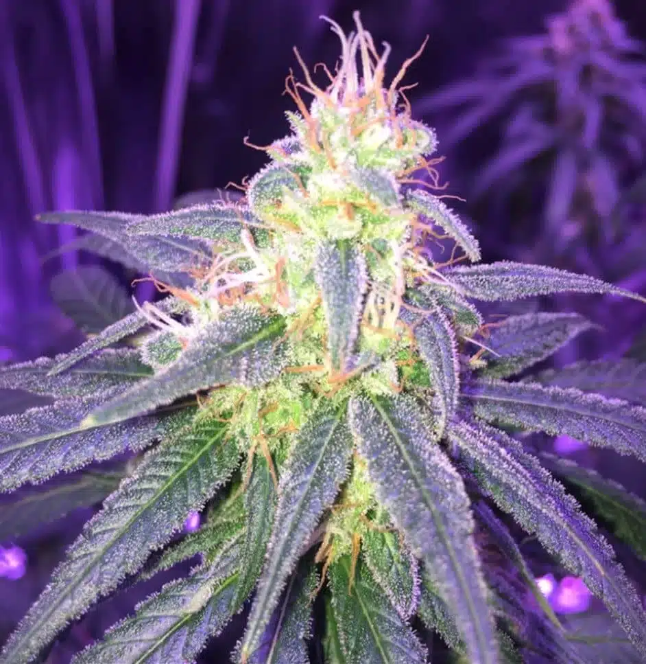 Island Sweet Skunk Feminized Marijuana Seeds | Island Sweet Strain | The Seed Fair