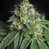 Jesus OG Feminized Marijuana Seeds | Jesus OG Strain | The Seed Fair