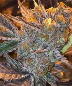 Jungle Juice Feminized Marijuana Seeds | Jungle Juice Strain | The Seed Fair