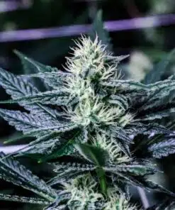 Jupiter OG Feminized Marijuana Seeds | Jupiter OG Strain | The Seed Fair