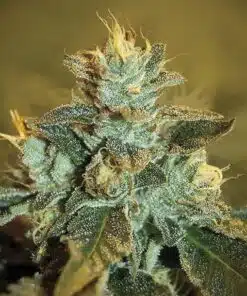 K-Train Feminized Marijuana Seeds | K-Train Feminized Strain | The Seed Fair
