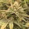 Kelly Hill Gold Feminized Marijuana Seeds | Kelly Hill Gold Strain | The Seed Fair