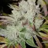 Khalifa Kush Feminized Cannabis Seeds