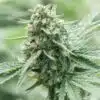 Khufu Feminized Marijuana Seeds | Khufu Feminized Strain | The Seed Fair