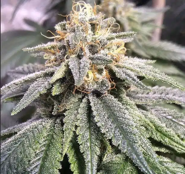 Kimbo Kush Feminized Marijuana Seeds | Kimbo Kush Strain | The Seed Fair