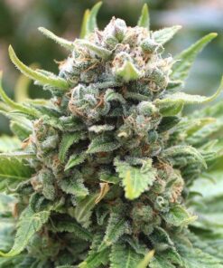 King Kong Feminized Marijuana Seeds | King Kong Strain | The Seed Fair