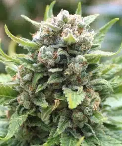 King Kong Feminized Marijuana Seeds | King Kong Strain | The Seed Fair