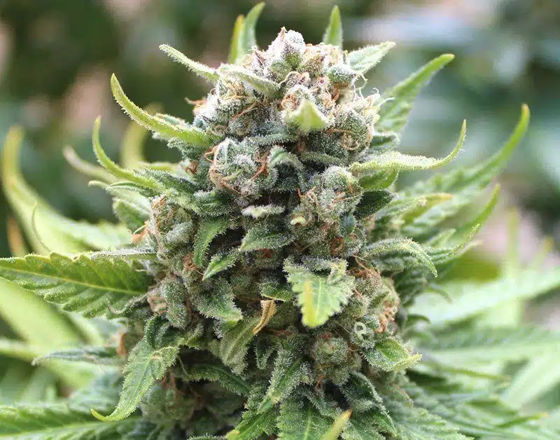 King Kong Feminized Marijuana Seeds | King Kong Strain | The Seed Fair