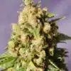 Kiss Feminized Marijuana Seeds | Kiss Feminized Strain | The Seed Fair