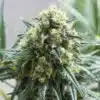 Kiwiskunk Feminized Marijuana Seeds | Kiwiskunk Feminized Strain | The Seed Fair
