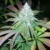 Kobain Kush Feminized Marijuana Seeds | Kobain Kush Strain | The Seed Fair