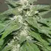 Kong Feminized Marijuana Seeds | Kong Feminized Strain | The Seed Fair