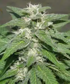 Kong Feminized Marijuana Seeds | Kong Feminized Strain | The Seed Fair