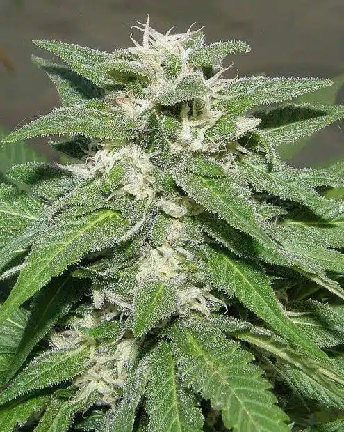 Kong Feminized Marijuana Seeds | Kong Feminized Strain | The Seed Fair